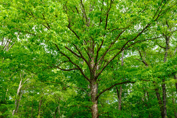 Majestic oak tree filling the frame with vibrant green spring foliage