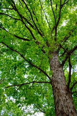 Majestic oak tree filling the frame with vibrant green spring foliage