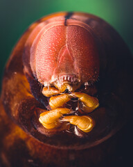 Closeup of a Hawkmoth Caterpillar