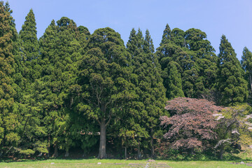 森，林，木