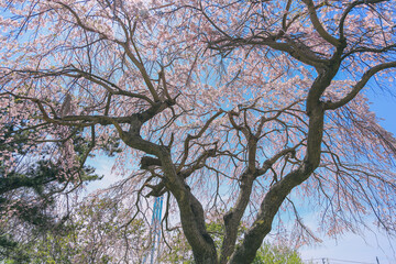 桜, さくら, サクラ, 花