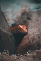 corn snake