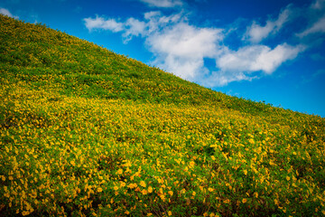 Mexican sunflower ( Tung Bua Tong flower) on blue sky at daytime in Mae Hong Son Province, Thailand.