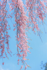 桜, さくら, サクラ, 花
