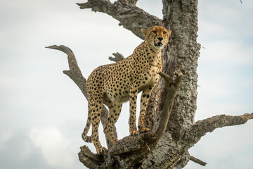 Cheetah stands in old tree looking ahead