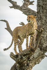 Cheetah stands in gnarled tree looking left