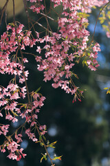 桜, さくら, サクラ, 花