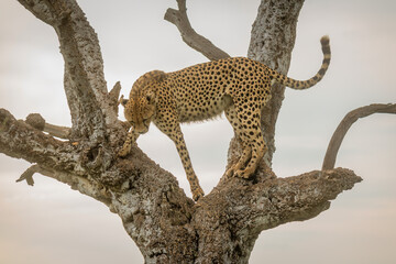 Cheetah stands in gnarled tree staring down
