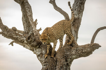 Fototapeta na wymiar Cheetah stands in gnarled tree looking down