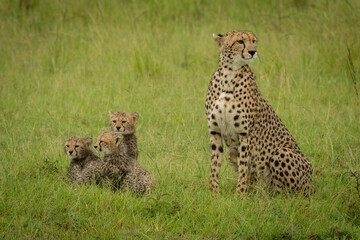 Cheetah sits with three cubs in grass