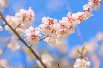 桜, さくら, サクラ, 花