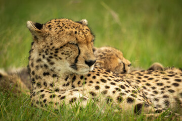 Close-up of cheetah and cub lying asleep