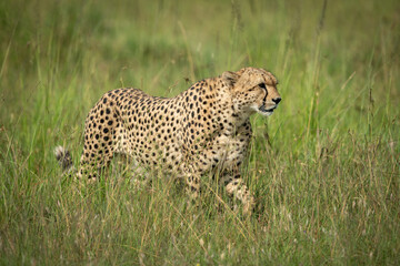 Fototapeta na wymiar Cheetah walks through tall grass lifting paw