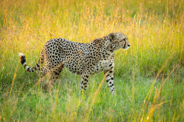 Cheetah walks through grass in golden hour