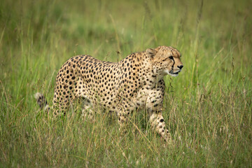 Cheetah walking through tall grass in sunshine