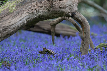 Obraz premium Blue bells