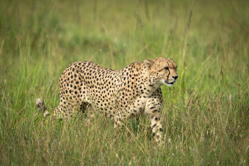 Cheetah walks through tall grass in sunshine