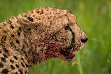 Close-up of bloody cheetah head in profile