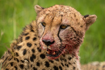 Close-up of bloody cheetah sitting looking round