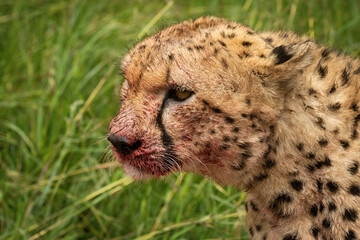 Close-up of bloody cheetah head and shoulders