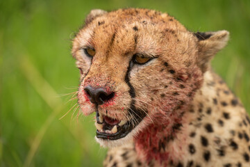 Close-up of bloody cheetah sitting staring left