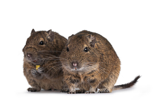 Two young Degu rodents aka Octodon degus, sitting and standing facing front. Looking towards camera.  Isolated on a white background.