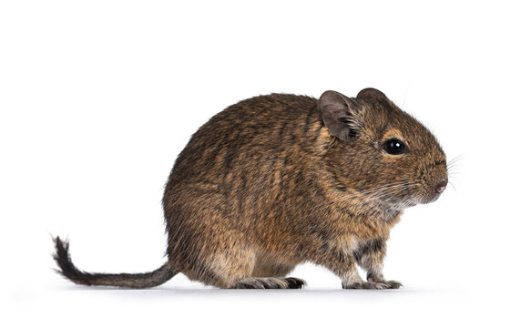 Young Degu rodent aka Octodon degus,standing side ways. Looking ahead. Isolated on a white background.