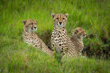 Cheetah sits staring at camera near others