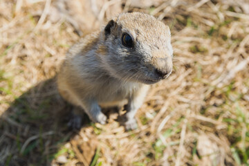 Close-up portrait of a curious gopher sitting in a field