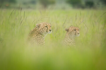 Cheetahs sit in blurred grass looking right