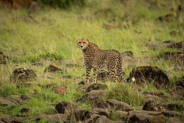Cheetah stands on rock-strewn grass looking round
