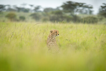 Cheetah sits with blurred grass in foreground