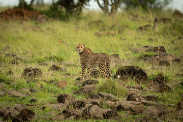 Cheetah stands on rock-strewn grass looking back