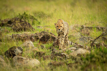 Cheetah stands on rock-strewn grass staring ahead