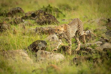 Cheetah walks across rock-strewn grass lifting paw