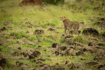 Cheetah stands on rock-strewn grass looking left