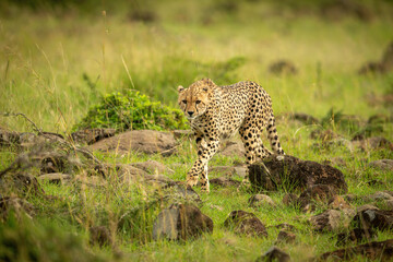 Cheetah walks across rock-strewn grass raising paw