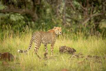 Cheetah walks across frame over rock-strewn grass