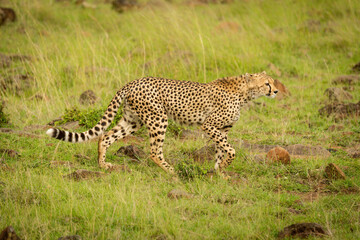 Cheetah walks over rock-strewn grass lifting paw