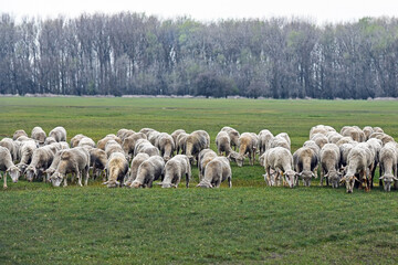 Obraz premium Sheep on the meadow in winter time