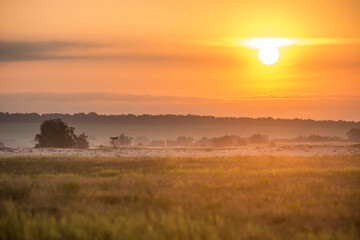 Fototapeta na wymiar orange sunset sunrise in desert savanna 