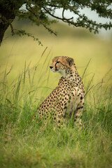 Cheetah sits under tree in long grass