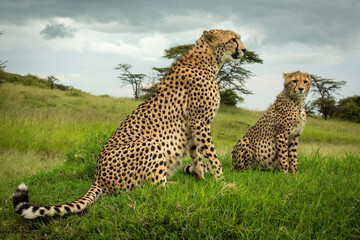 Cheetah sits with cub on grassy mound