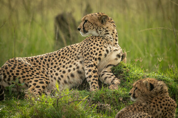 Close-up of cheetah and cub looking back