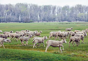 Obraz premium Sheep on the meadow in winter time