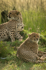 Close-up of cheetah and cub lying down