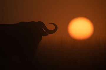 Close-up of Cape buffalo silhouette at sunrise