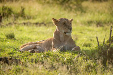 Close-up of backlit lioness lying in grass