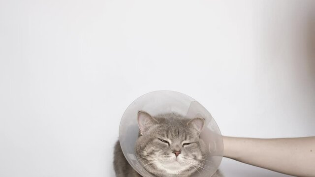 Nurse veterinarian take off veterinary collar sick cat breed scottish straight-eared, after castration on white background. The person is stroking, scratching a sick pet, the animal is enjoying