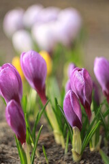 purple crocus flowers